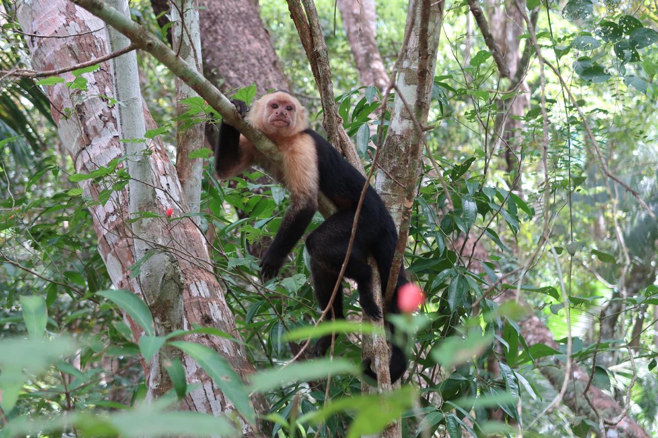 Singe capucin à face blanche, réserve privée de Curu, Costa Rica